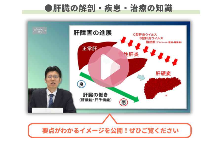 肝臓の解剖・疾患・治療の知識
