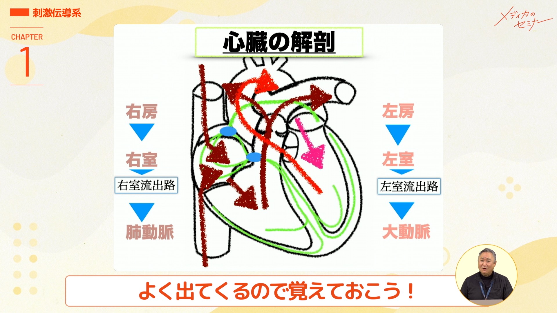 心臓の解剖生理とこれが読めたら大丈夫！ 心電図16波形　【スライド資料送付】