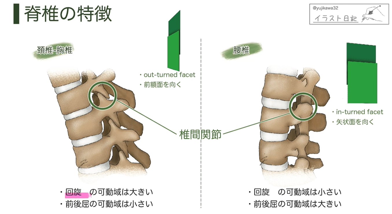耳と目で学ぶオーディオスライド「Dr.ユジカワの美しい解剖・疾患イラスト」